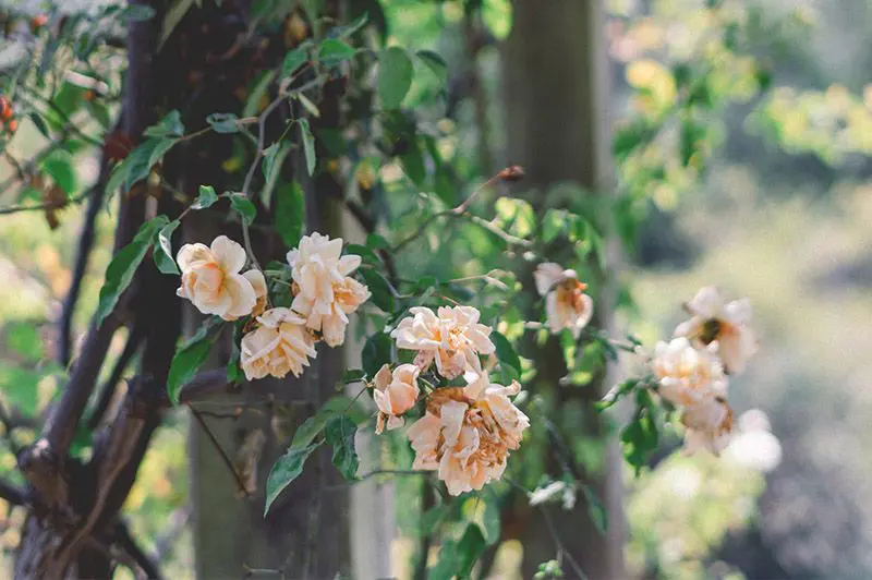 arbusto-flores-rosas jardineria-flores-2-paisajismo-flores-rosas-arbusto