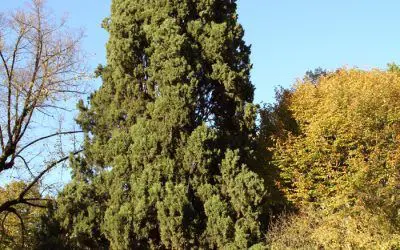 Pinsapo Garden realiza trabajo de tala en altura de ciprés “Cupressus sempervirens”