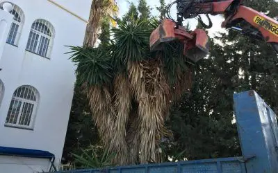 El Centro Nórdico de Mijas vuelve a confiar sus trabajos con la yucas a la empresa Pinsapo Garden.