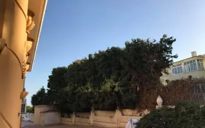 Pinsapo Garden se traslada hasta Benalmádena para dar forma a unos cipreses de gran tamaño.