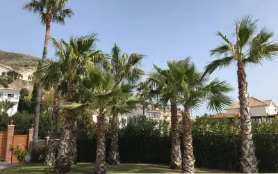 Pinsapo Garden realiza un trabajo integral en una vivienda unifamiliar en Benalmádena.