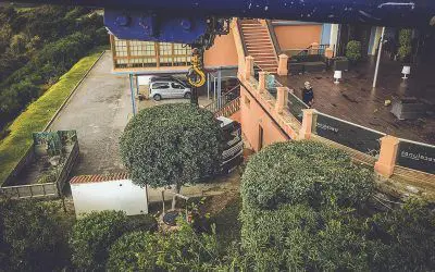 Pinsapo Garden realiza un exhaustivo trabajo de poda sobre un gran ejemplar de Ficus.