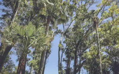 Los trabajos de poda en altura continuan en Marbella.