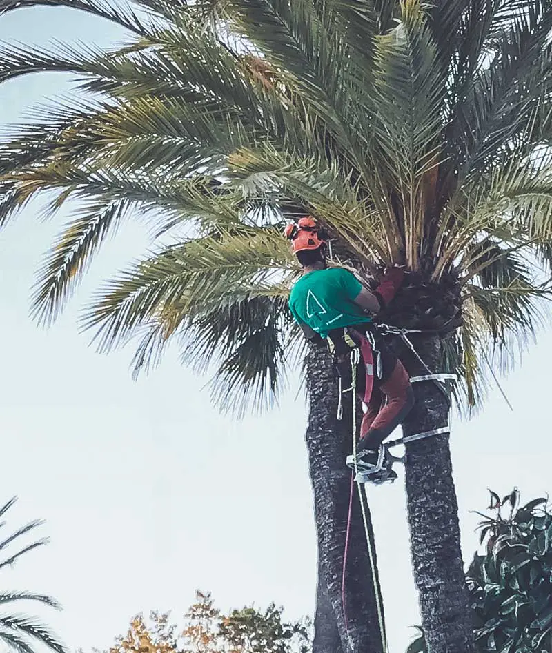 poda-en-altura-seguridad-trabajo-benalmádena-hombre-palmera-subido-con-casco-proteccion-seguridad