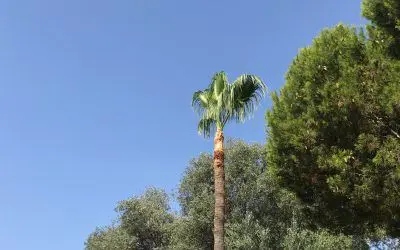 Advertencia, no dejes que cualquiera pode tus palmeras, ponte en manos de profesionales.