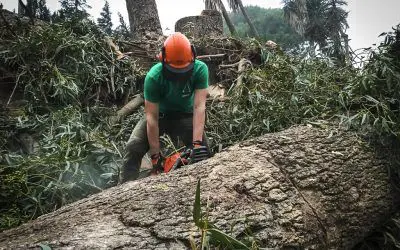 Pinsapo Garden acomete en la localidad de Marbella un arduo trabajo de poda en altura.