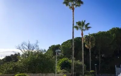 Pinsapo Garden realiza la poda de 12 palmeras Washingtonias en Benalmádena.