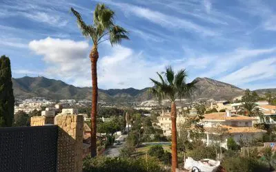 Comenzamos la semana con una poda íntegra de palmera washingtonia.