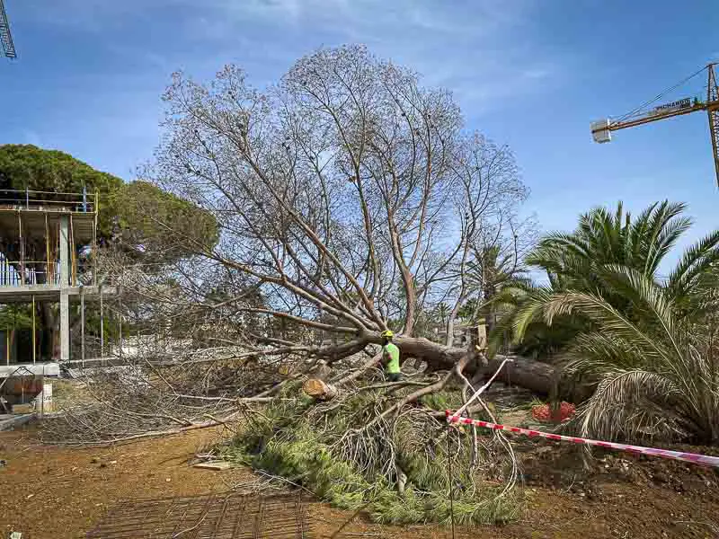 poda-segura-arbol-pino-malaga-en-altura-equipo-seguridad-2