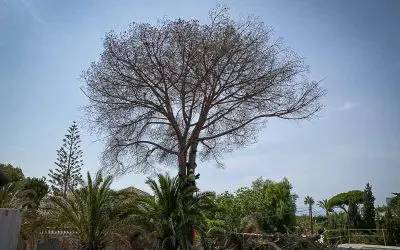 Pinsapo Garden realiza una poda segura en un árbol de grandes dimensiones.