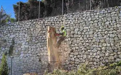 Tala y poda en altura de un eucalipto de grandes dimensiones.