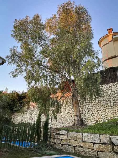 eucalipto de grandes dimensiones en Benalmádena, Málaga